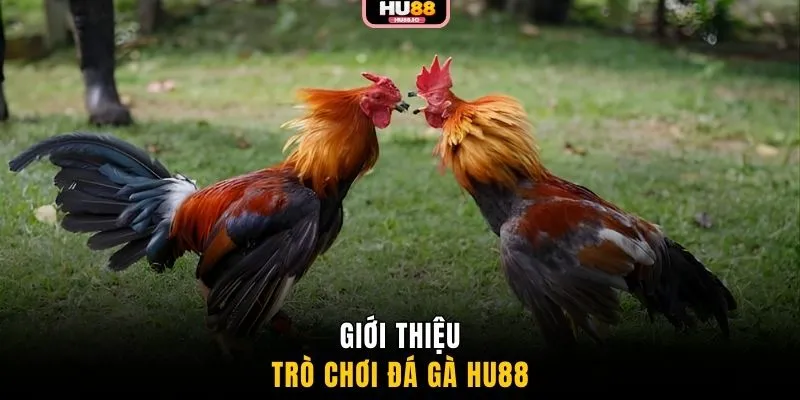 Giới thiệu trò chơi đá gà HU88