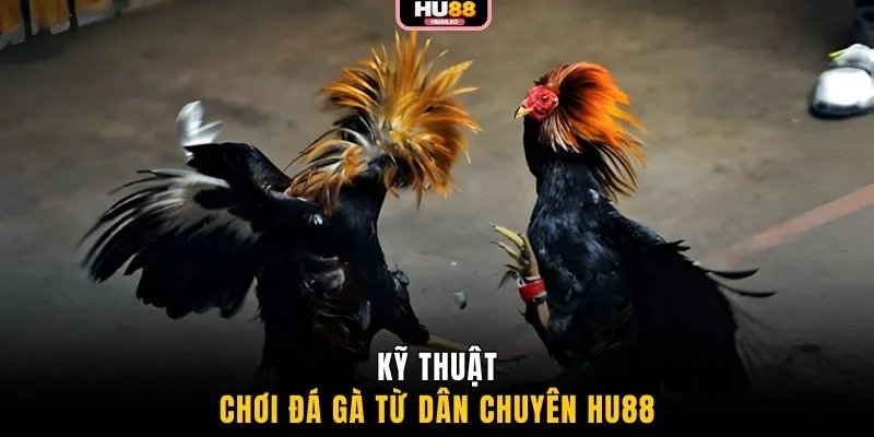 Kỹ thuật chơi đá gà từ dân chuyên HU88