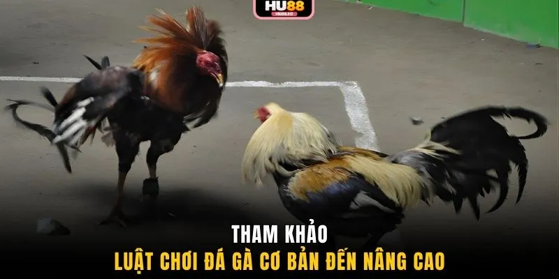 Tham khảo luật chơi đá gà cơ bản đến nâng cao